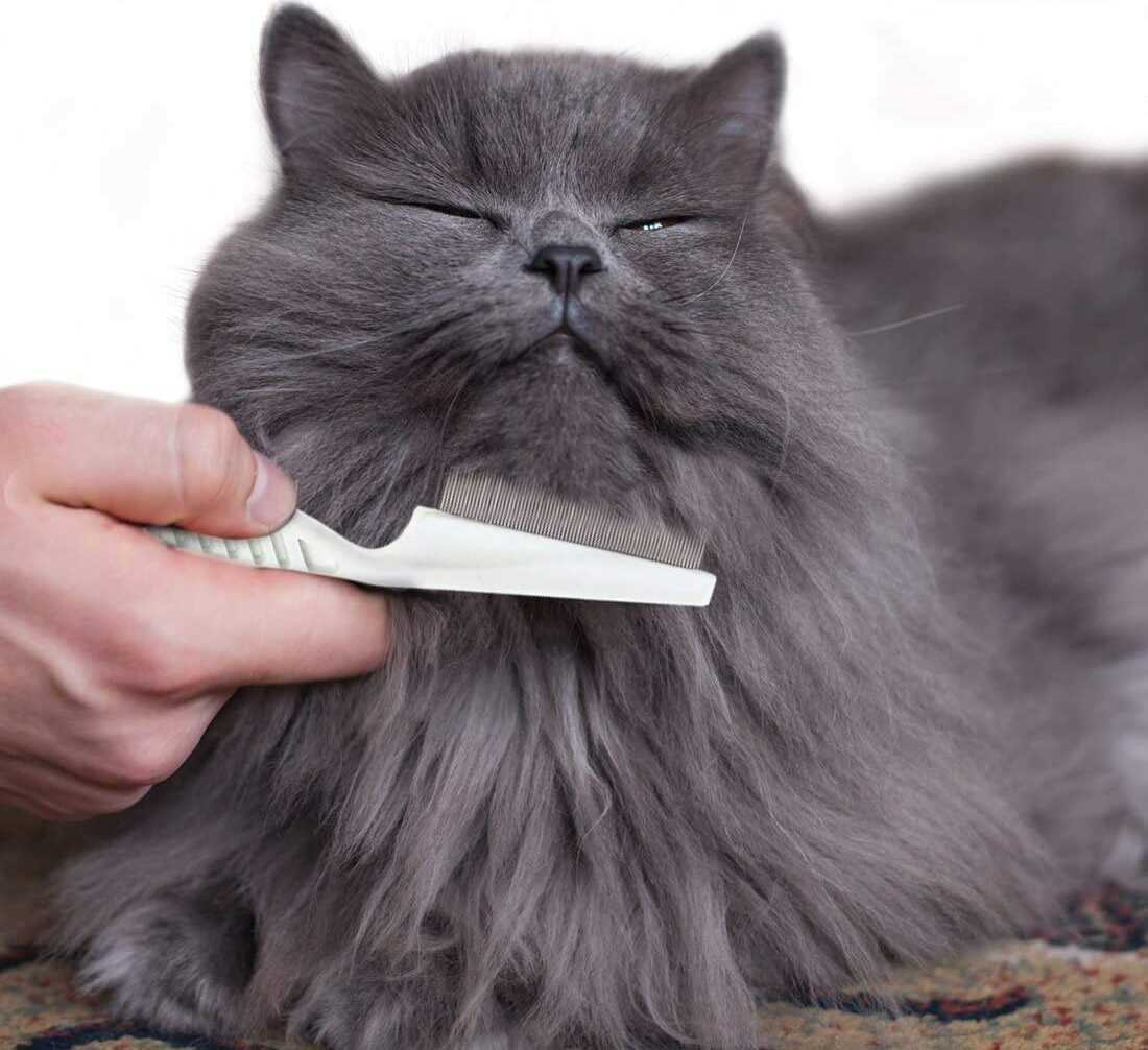 cepillo removedor de pulgas para mascotas